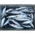 Nueva llegada Frozen Pacific Mackerel para el mercado de Tailandia